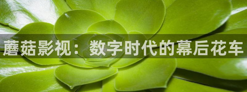 拉风色中色欧美影院：蘑菇影视：数字时代的幕后花车